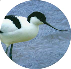 Avocet